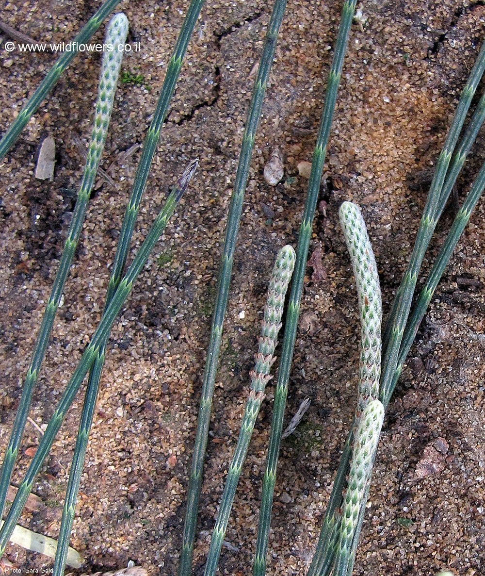 Casuarina equisetifolia